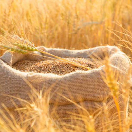 Более 4,8 тысяч исследований зерна и продуктов его переработки проведено специалистами  Нижегородской испытательной лаборатории с начала текущего года